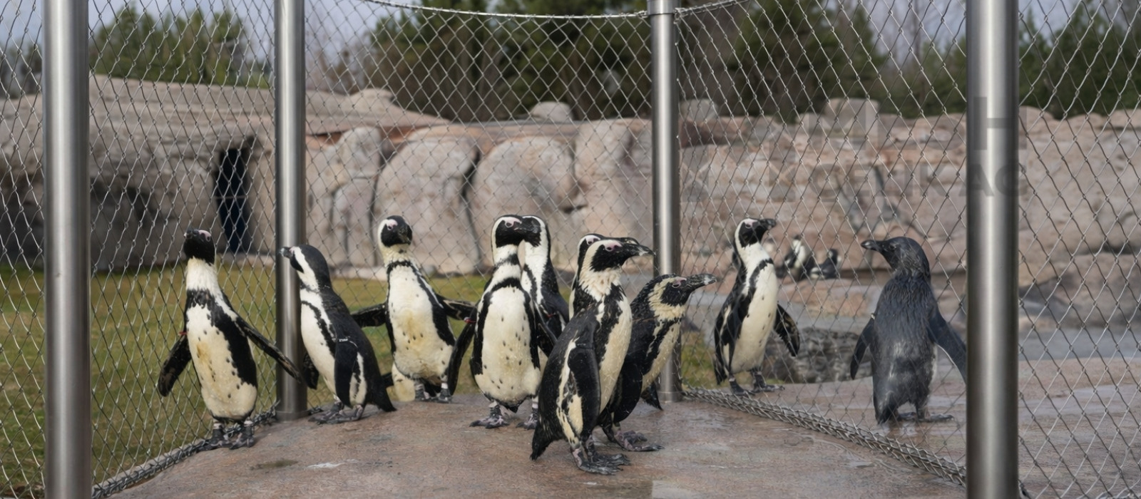 Çelik Ağ,Çelikağ,Mesh Çelik,Çelik Mesh,Çelikmesh